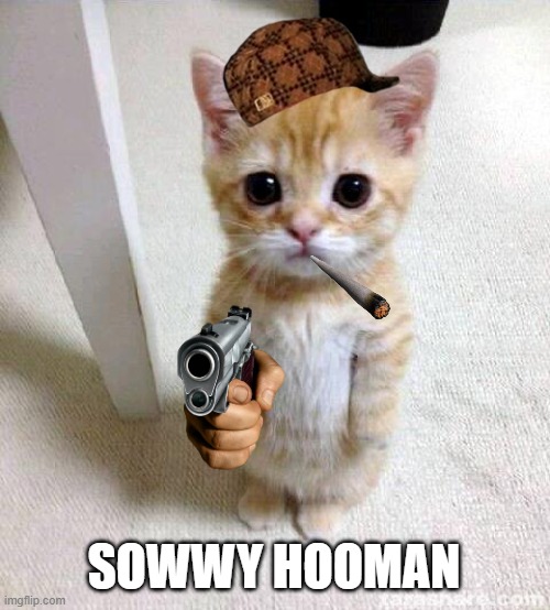 Mittens, what are you doing. | SOWWY HOOMAN | image tagged in memes,cute cat | made w/ Imgflip meme maker