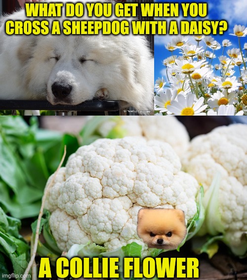 WHAT DO YOU GET WHEN YOU CROSS A SHEEPDOG WITH A DAISY? A COLLIE FLOWER | image tagged in white dog,spring daisy flowers,cauliflower | made w/ Imgflip meme maker