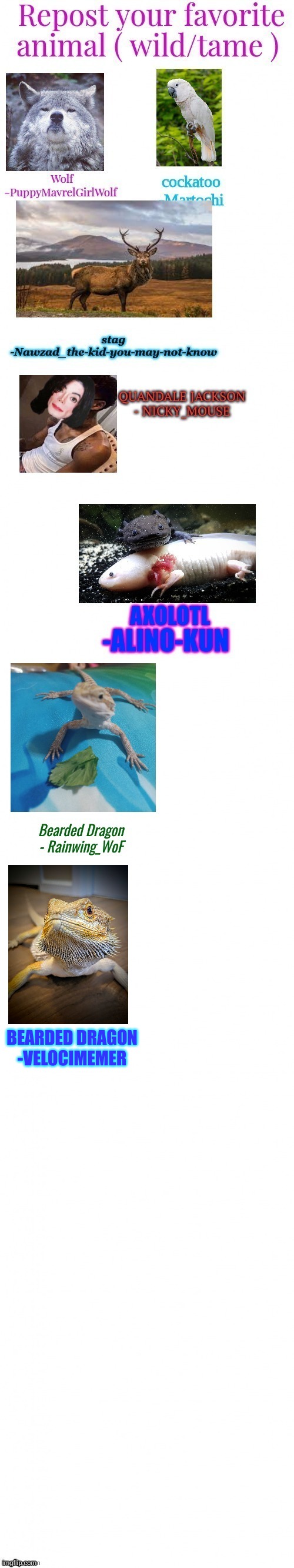 Repost but add your favorite animal. Mine was the 2nd Bearded Dragon. Her name is Yoshi. | BEARDED DRAGON
-VELOCIMEMER | image tagged in repost,add your favorite | made w/ Imgflip meme maker