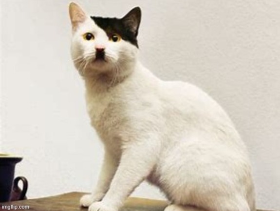 this cat looks like it was rejected from art school | image tagged in adolf hitler,cats | made w/ Imgflip meme maker