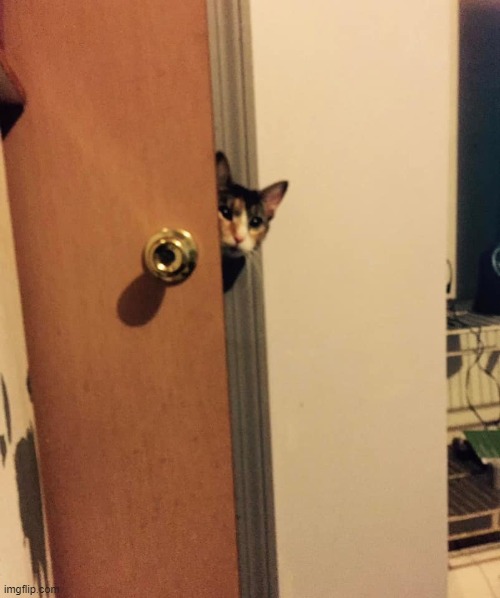 Cat peeking around door | image tagged in cat peeking around door | made w/ Imgflip meme maker