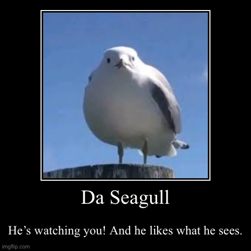 A recreation of a demotivational poster meme I made in 2023 | Da Seagull | He’s watching you! And he likes what he sees. | image tagged in funny,demotivationals,screaming seagull | made w/ Imgflip demotivational maker