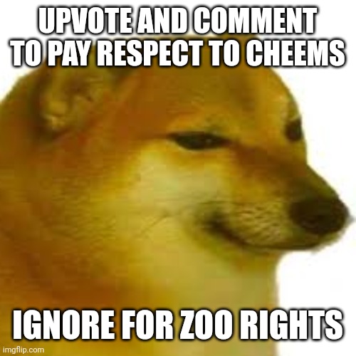 *gae furry zoo rights | UPVOTE AND COMMENT TO PAY RESPECT TO CHEEMS; IGNORE FOR ZOO RIGHTS | image tagged in cheems | made w/ Imgflip meme maker