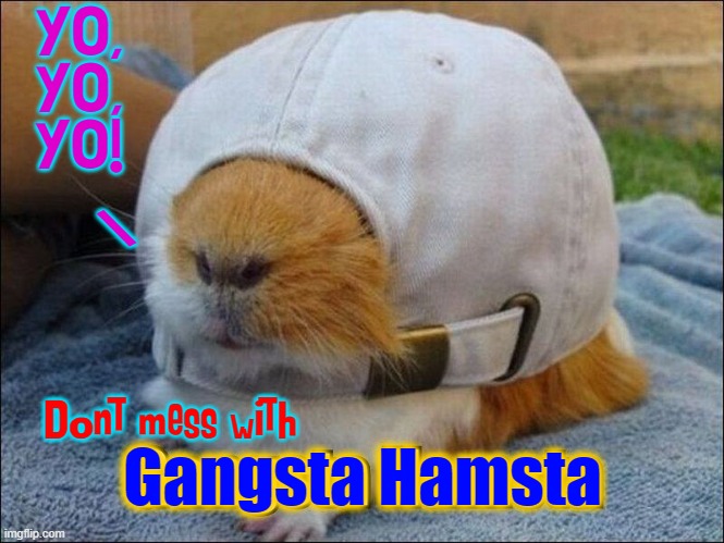 YO, 
YO, 
YO! \ Gangsta Hamsta Dont mess with | made w/ Imgflip meme maker