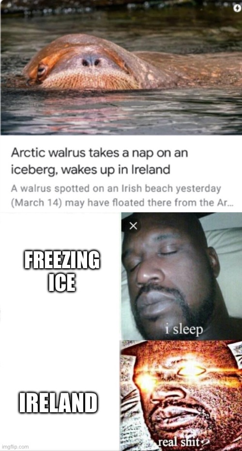 Walrus | FREEZING ICE; IRELAND | image tagged in memes,sleeping shaq | made w/ Imgflip meme maker