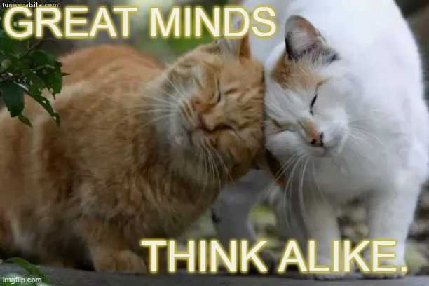 Don't They Though? | GREAT MINDS; THINK ALIKE. | image tagged in memes,cats,great,brains,think,same | made w/ Imgflip meme maker