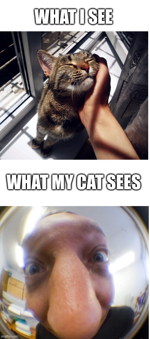 What I see VS what my cat sees | WHAT I SEE; WHAT MY CAT SEES | made w/ Imgflip meme maker