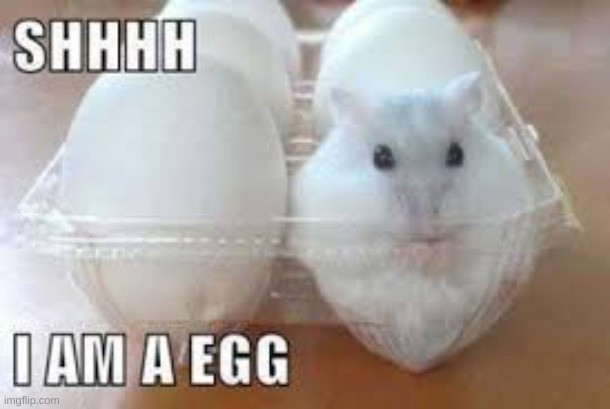 egg | image tagged in sneak 100,hampter,egg | made w/ Imgflip meme maker