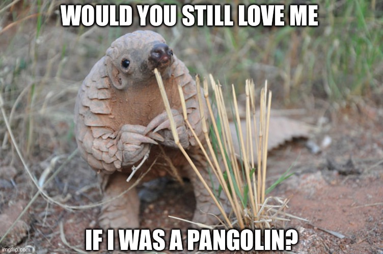 Pondering Pangolin | WOULD YOU STILL LOVE ME; IF I WAS A PANGOLIN? | image tagged in pondering pangolin,memes,animal meme,funny animal meme,shitpost,humor | made w/ Imgflip meme maker