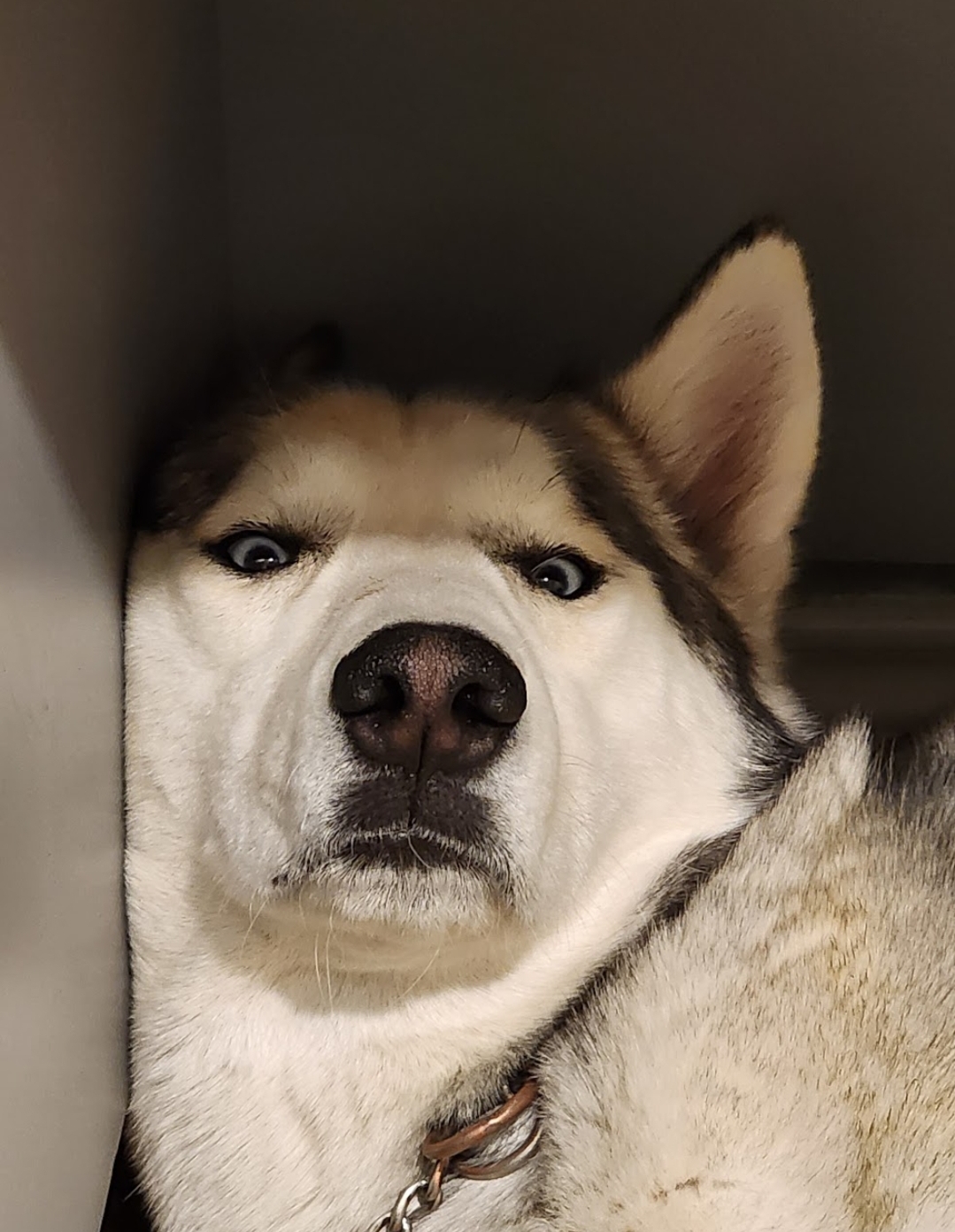 High Quality Husky takes all Blank Meme Template