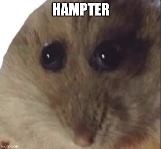 Hampter | HAMPTER | image tagged in hampter | made w/ Imgflip meme maker