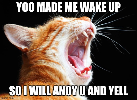 wakeing up | YOO MADE ME WAKE UP; SO I WILL ANOY U AND YELL | image tagged in relatable,cat,yawn,sleep | made w/ Imgflip meme maker
