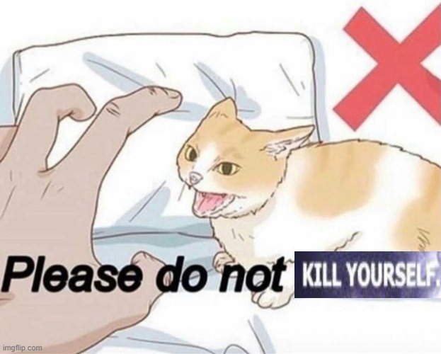 Please do not the cat | image tagged in please do not the cat | made w/ Imgflip meme maker