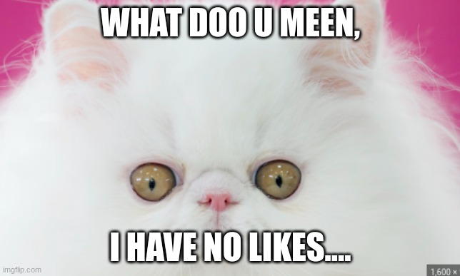 Please Like!!! | WHAT DOO U MEEN, I HAVE NO LIKES.... | image tagged in shocked cat,cat,fun,like,plz | made w/ Imgflip meme maker