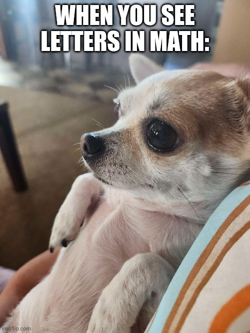 Math class be like | WHEN YOU SEE LETTERS IN MATH: | image tagged in fun,dog | made w/ Imgflip meme maker