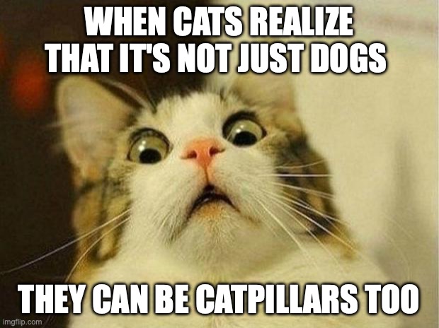 Scared Cat | WHEN CATS REALIZE THAT IT'S NOT JUST DOGS; THEY CAN BE CATPILLARS TOO | image tagged in memes,scared cat | made w/ Imgflip meme maker