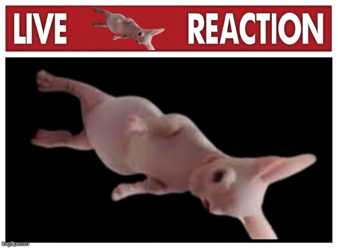 Live reaction | image tagged in live reaction | made w/ Imgflip meme maker