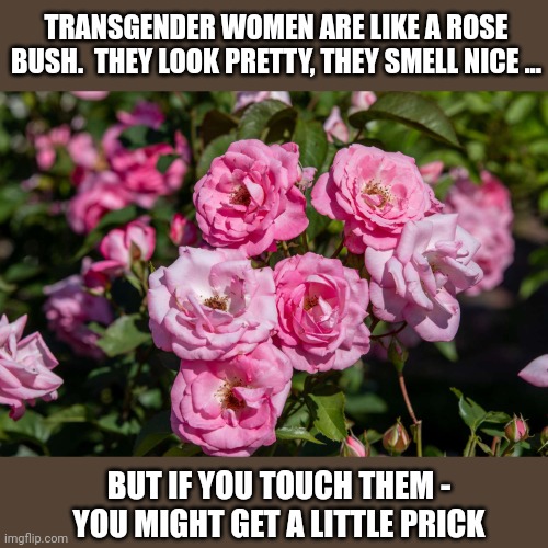 What out for the prick... | TRANSGENDER WOMEN ARE LIKE A ROSE BUSH.  THEY LOOK PRETTY, THEY SMELL NICE ... BUT IF YOU TOUCH THEM - YOU MIGHT GET A LITTLE PRICK | image tagged in transgender,roses | made w/ Imgflip meme maker