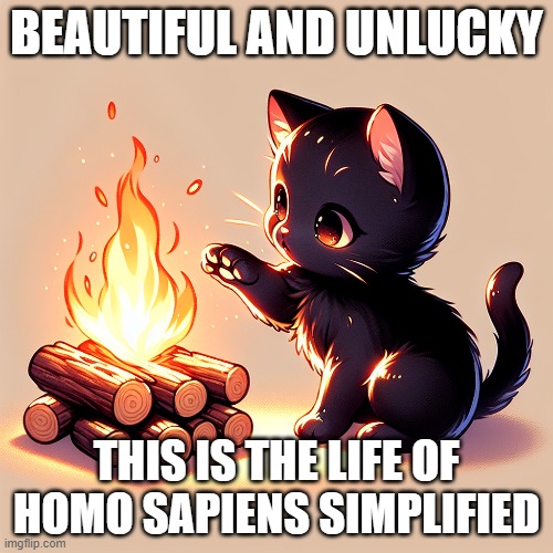 Black Cat with a Fire - Memeify the world | BEAUTIFUL AND UNLUCKY; THIS IS THE LIFE OF HOMO SAPIENS SIMPLIFIED | image tagged in cute | made w/ Imgflip meme maker