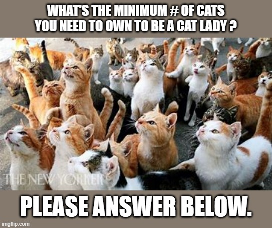 meme by Brad How many cats to become a cat lady? | WHAT'S THE MINIMUM # OF CATS YOU NEED TO OWN TO BE A CAT LADY ? PLEASE ANSWER BELOW. | image tagged in cats,funny,funny dogs,funny cat memes,humor | made w/ Imgflip meme maker