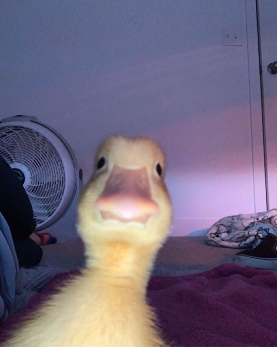 duck stare Blank Meme Template