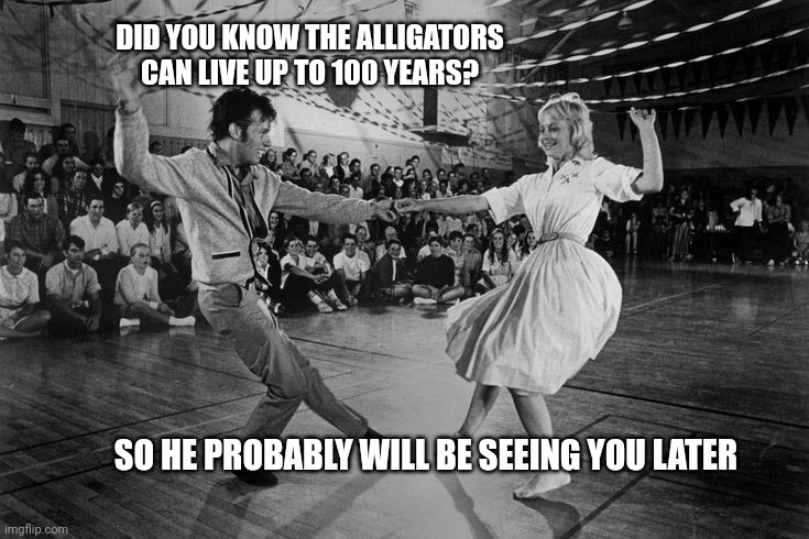 Daddy rabbit memes | DID YOU KNOW THE ALLIGATORS CAN LIVE UP TO 100 YEARS? SO HE PROBABLY WILL BE SEEING YOU LATER | image tagged in funny,dancing,rock and roll,alligator | made w/ Imgflip meme maker