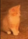 demonic orange cat kitten Blank Meme Template