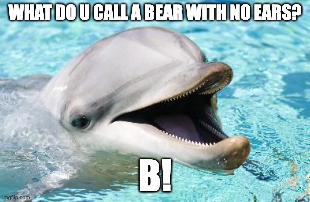 Dumb Joke Dolphin | WHAT DO U CALL A BEAR WITH NO EARS? B! | image tagged in dumb joke dolphin | made w/ Imgflip meme maker