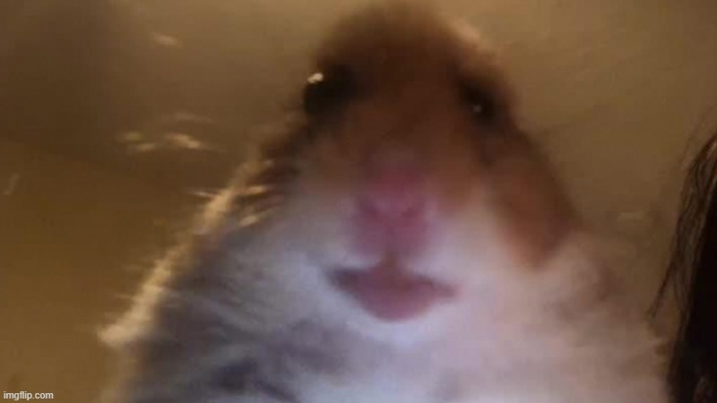 Staring Hamster | image tagged in staring hamster | made w/ Imgflip meme maker