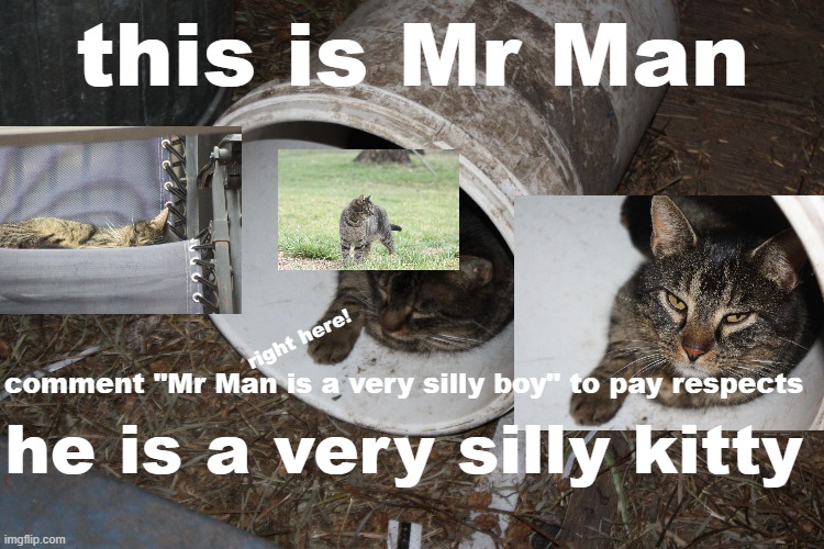 yes he is my cat | this is Mr Man; right here! comment "Mr Man is a very silly boy" to pay respects; he is a very silly kitty | image tagged in cat | made w/ Imgflip meme maker