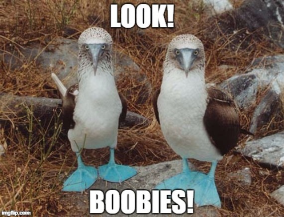 Boobies | image tagged in repost | made w/ Imgflip meme maker