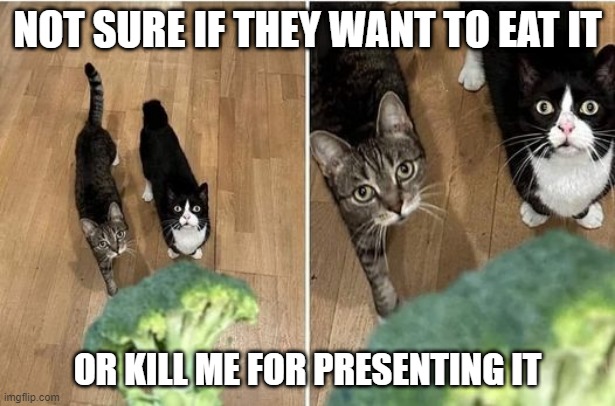 Cat Stare | NOT SURE IF THEY WANT TO EAT IT; OR KILL ME FOR PRESENTING IT | image tagged in cats | made w/ Imgflip meme maker