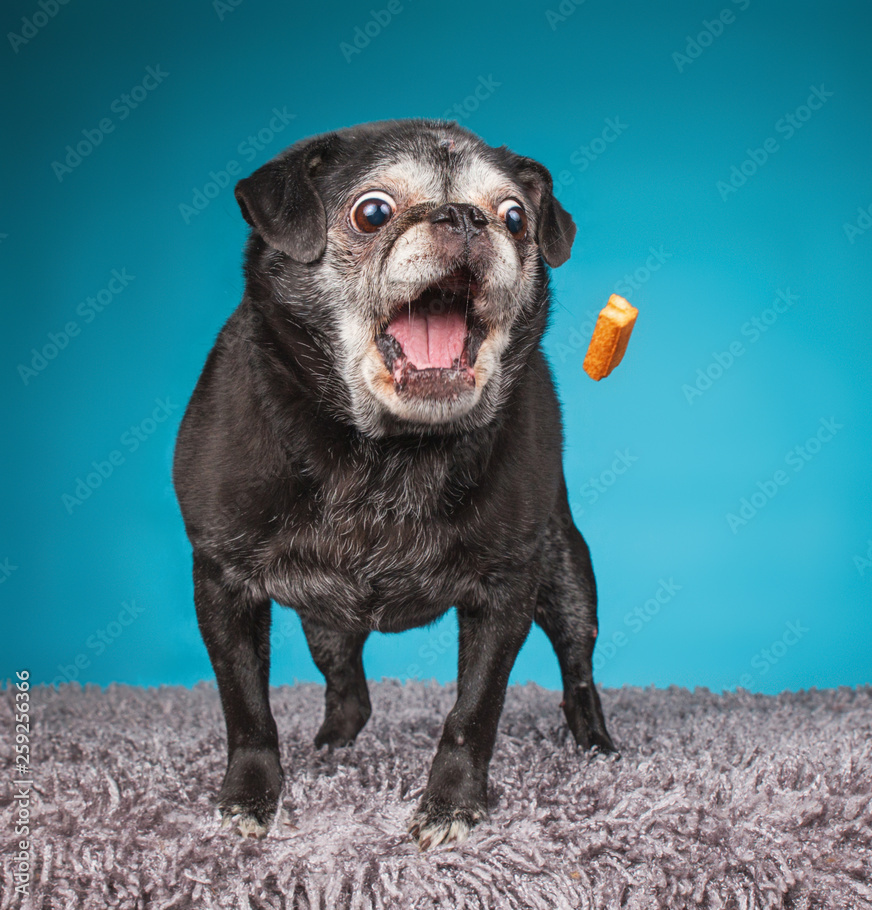 Pug Blank Meme Template