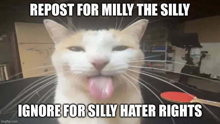 Milly the silly cat Bleh Cat | REPOST FOR MILLY THE SILLY; IGNORE FOR SILLY HATER RIGHTS | image tagged in milly the silly cat bleh cat | made w/ Imgflip meme maker