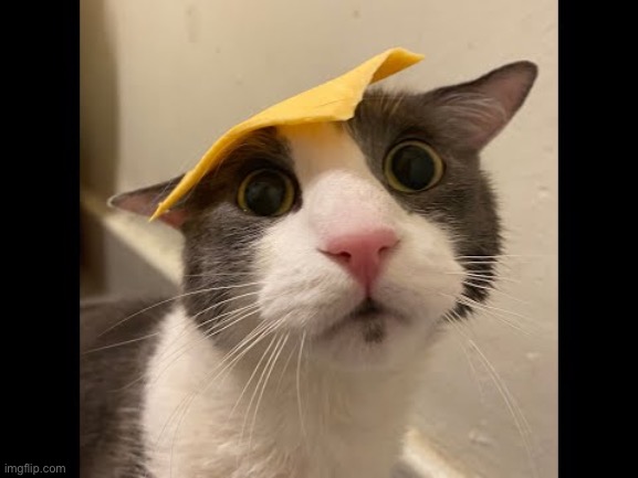 I want some pussies | image tagged in zoink cat | made w/ Imgflip meme maker