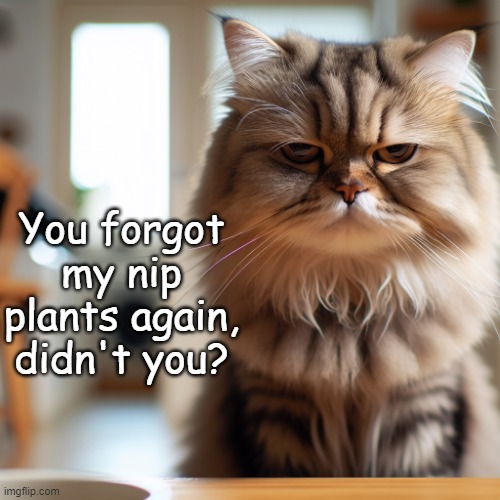 Forgot to buy kitty nip | You forgot my nip plants again, didn't you? | image tagged in a cat with boring face giving a complain,nip,shopping,disappointment | made w/ Imgflip meme maker