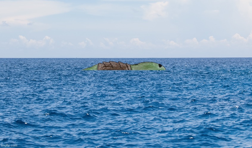 A Turtle... a Whale? | made w/ Imgflip meme maker