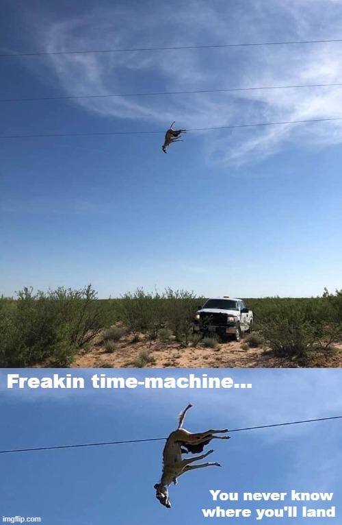 A Coyote stuck up a power line with a rat in its mouth | Freakin time-machine... You never know where you'll land | image tagged in funny animals,funny | made w/ Imgflip meme maker