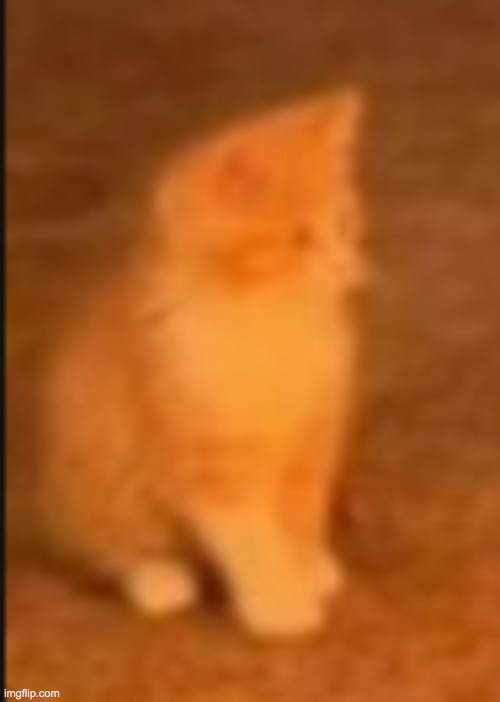 demonic orange cat kitten | image tagged in demonic orange cat kitten | made w/ Imgflip meme maker