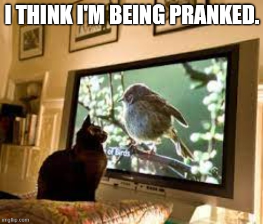 meme by brad cat getting pranked? | I THINK I'M BEING PRANKED. | image tagged in cats,funny,birds,funny cat memes,humor | made w/ Imgflip meme maker