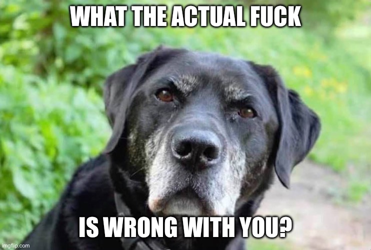 WTF is wrong with you | WHAT THE ACTUAL FUCK IS WRONG WITH YOU? | image tagged in wtf is wrong with you | made w/ Imgflip meme maker