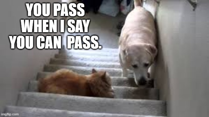meme by Brad cat won't let dog go by | YOU PASS WHEN I SAY YOU CAN  PASS. | image tagged in cats,funny,funny cat memes,funny dog,humor | made w/ Imgflip meme maker