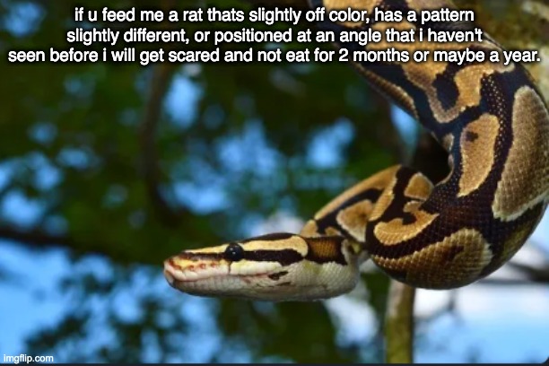 snek slander p1 | if u feed me a rat thats slightly off color, has a pattern slightly different, or positioned at an angle that i haven't seen before i will get scared and not eat for 2 months or maybe a year. | made w/ Imgflip meme maker