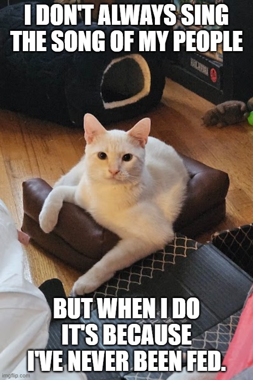 Most interesting cat in the world | I DON'T ALWAYS SING THE SONG OF MY PEOPLE; BUT WHEN I DO IT'S BECAUSE I'VE NEVER BEEN FED. | image tagged in white cat,flamepoint,the most interesting cat in the world | made w/ Imgflip meme maker