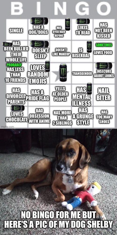 Lgbt+ Bingo | SOMETIMES; PROBABLY; NO BINGO FOR ME BUT HERE'S A PIC OF MY DOG SHELBY | image tagged in lgbt bingo lol,bingo,lgbtq,dog,monster energy,bisexual | made w/ Imgflip meme maker