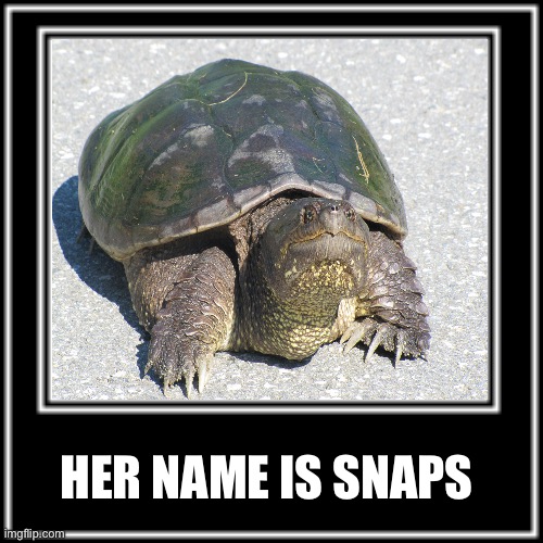 WHAT HOW | HER NAME IS SNAPS | image tagged in what how,memes,funny animal meme,animal meme,shitpost,humor | made w/ Imgflip meme maker