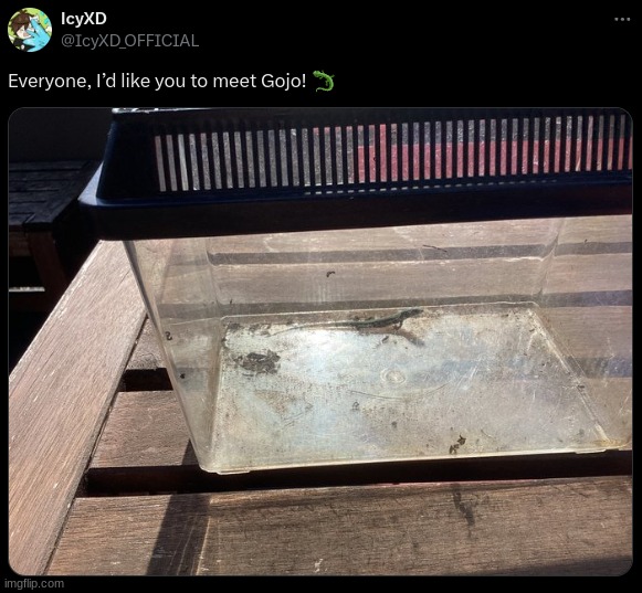 So, today I got a baby lizard, And I'd like to introduce him to all of you! I can't wait to watch him grow... | made w/ Imgflip meme maker