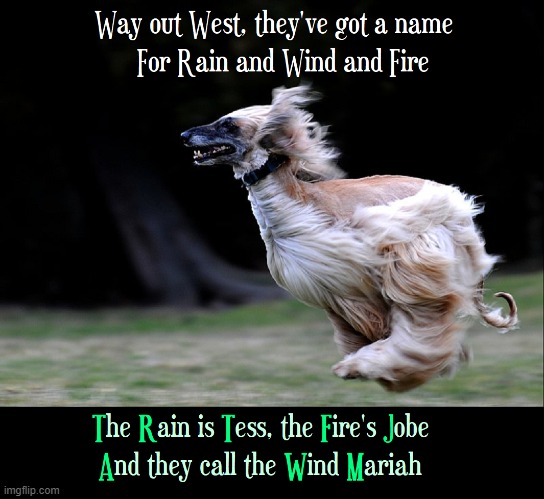 They call the Wind, Mariah | image tagged in vince vance,dogs,memes,running fast,afghanistan,hound | made w/ Imgflip meme maker