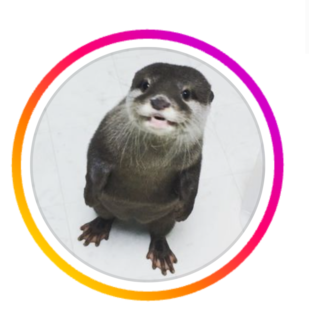 LOUTRE Pfp Blank Meme Template