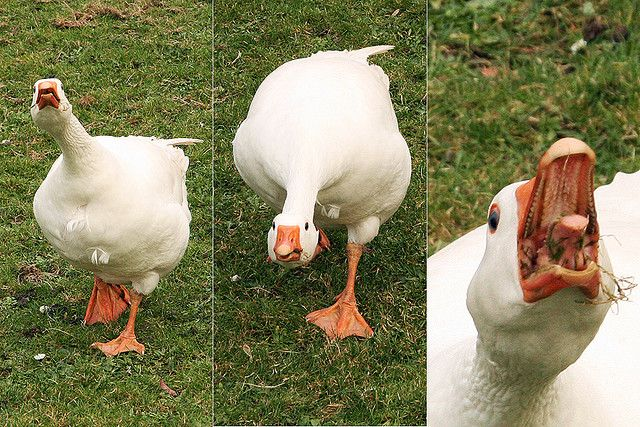 Angry goose Blank Meme Template